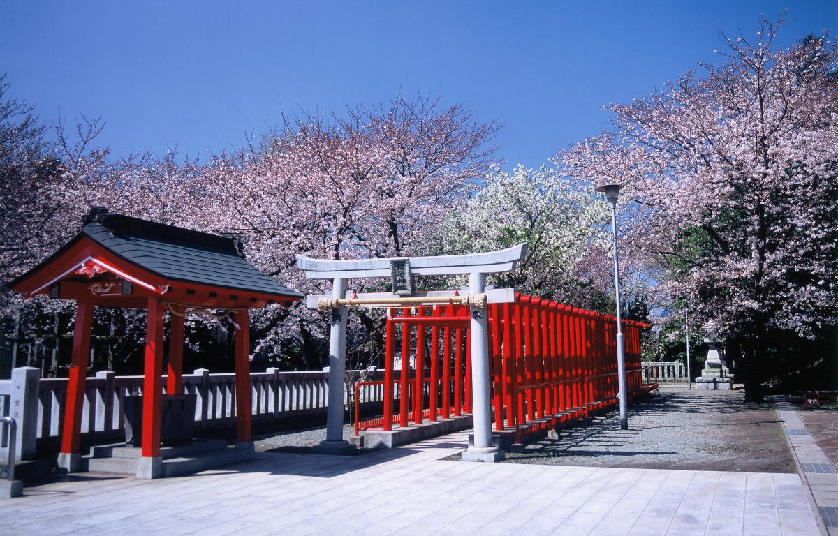 稲荷神社（桜）